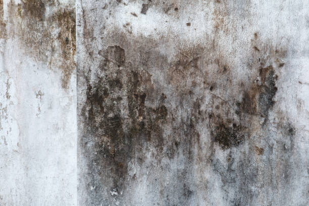 Best Mold Odor Removal Services  in Sebewaing, MI
