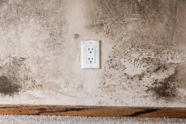 Best Dehumidification Services  in Sebewaing, MI