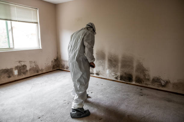 Biohazard Mold Removal in Sebewaing, MI